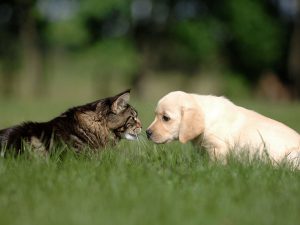cat meeting a dog