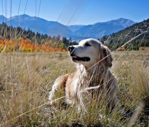 Homepage - Humane Society of Boulder Valley