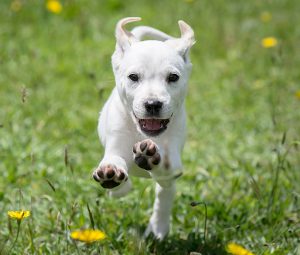 Homepage - Humane Society of Boulder Valley