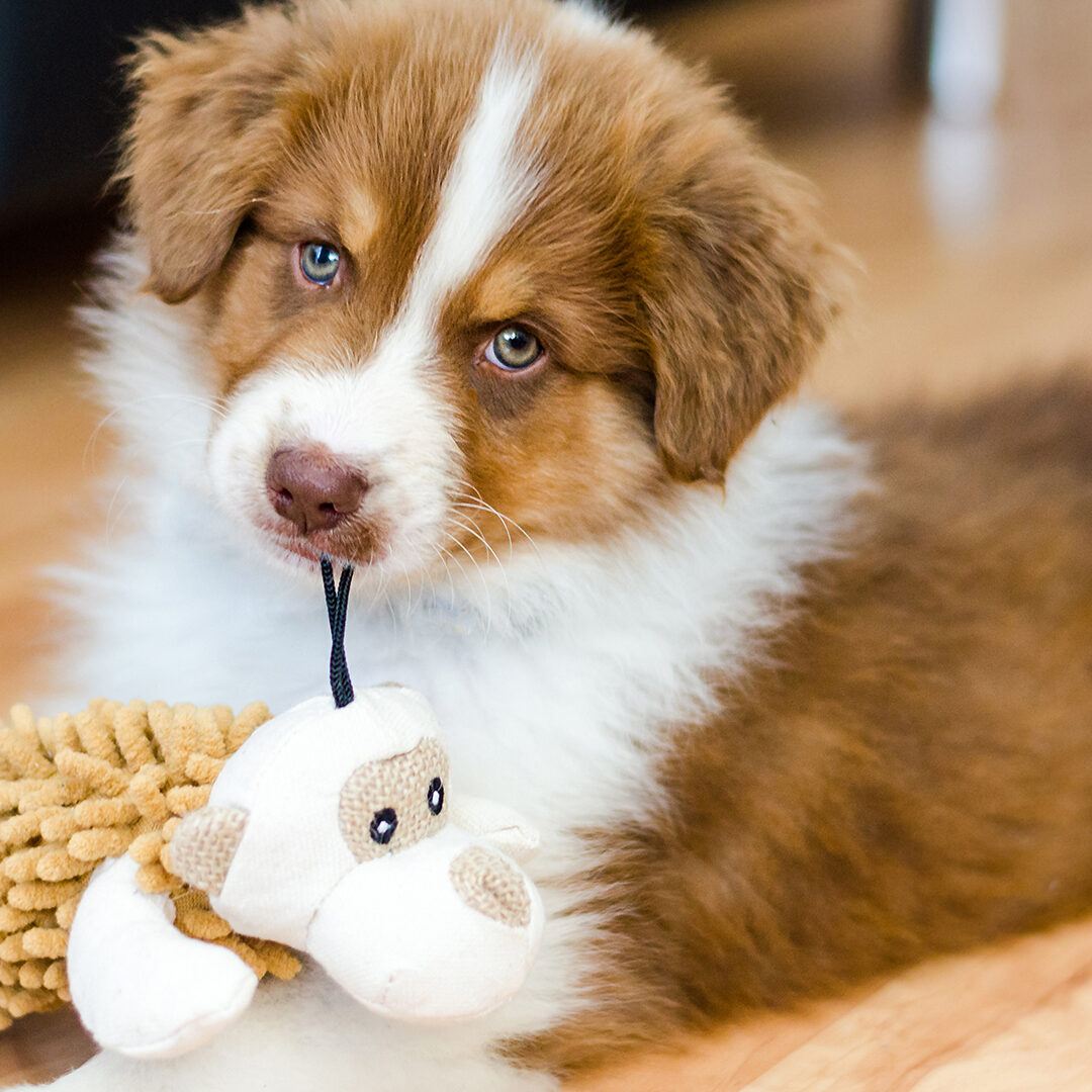 puppyclub-bg7
