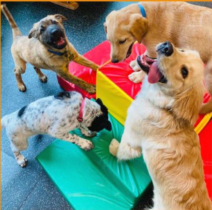 Group of puppies playing