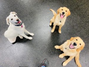 Three smiling puppies
