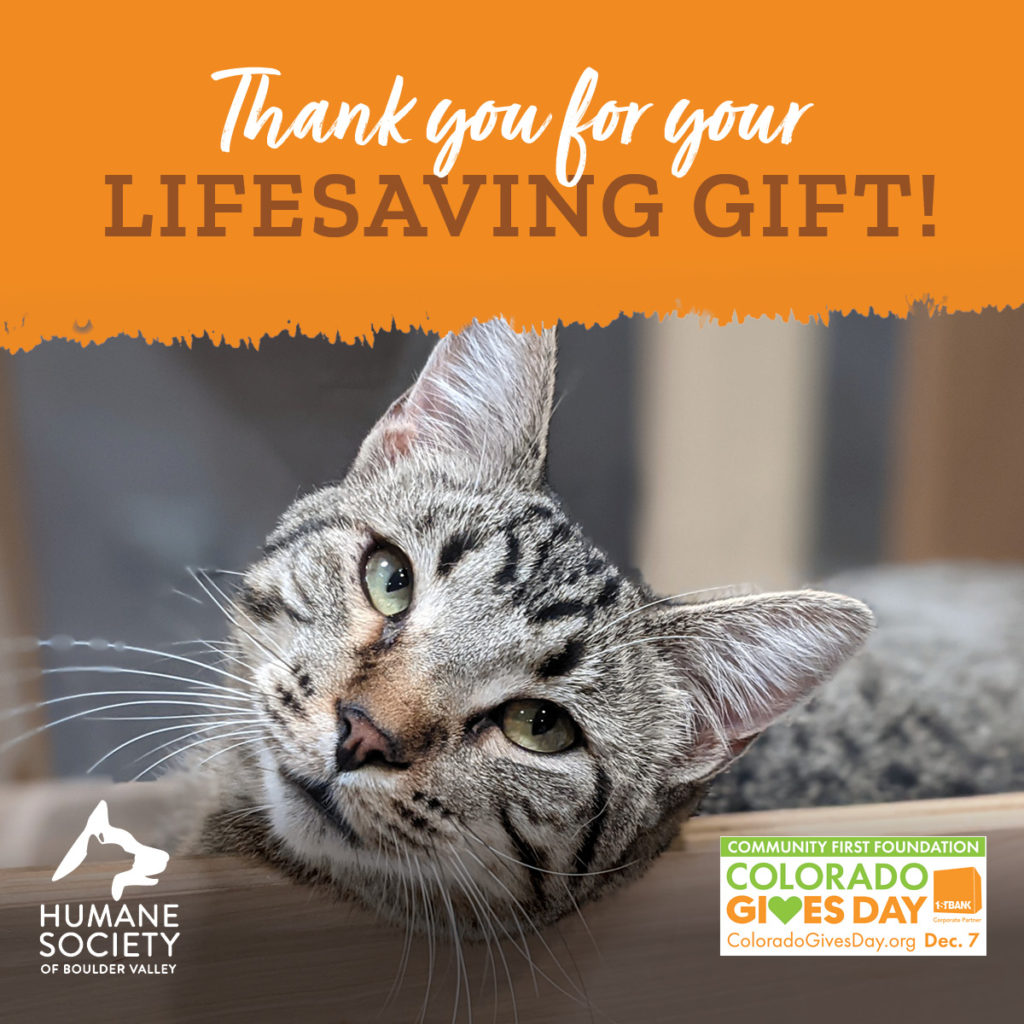 Join hundreds of Coloradans and fellow animal lovers this Colorado Gives Day, and donate to the Humane Society of Boulder Valley!