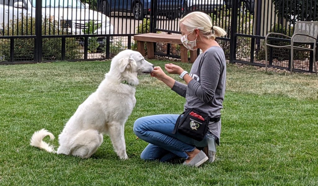 HSBV Trainer with Dog