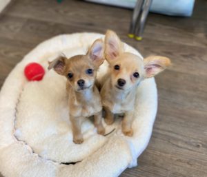 SmallPups