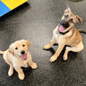 Puppies in class 2