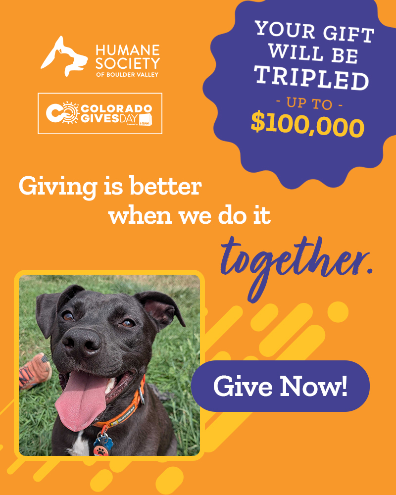 HSBV-A4A2025-WebPopUp-Homepage+Dogs-v1 - 1