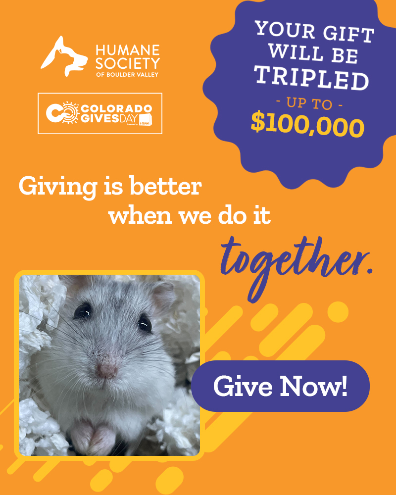 HSBV-A4A2025-WebPopUp-Homepage+Dogs-v1 - 1